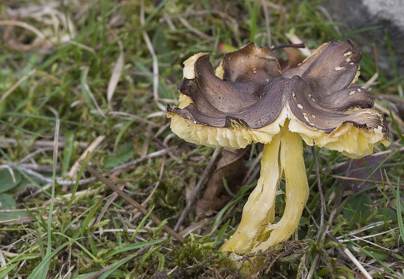 Hygrocybe spadicea